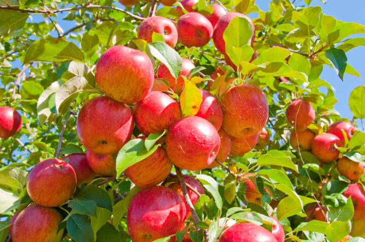 Apple picking is one of the best fall activities to try.