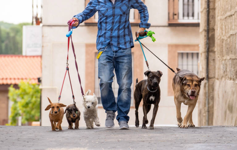 One of the best side hustle ideas is dog walking.